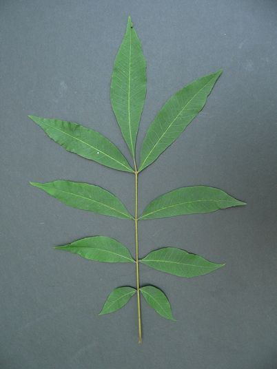 {Carya aquatica}